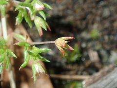 Crassula decumbens