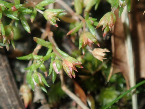 Crassula decumbens