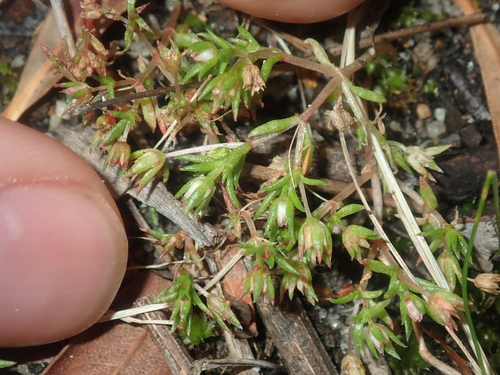 Crassula decumbens
