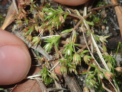 Crassula decumbens