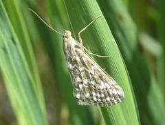 Evergestis frumentalis