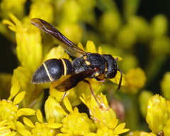 Leptochilus republicanus