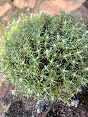 Scleranthus pungens