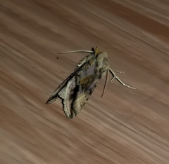 Autographa bimaculata