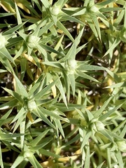 Scleranthus pungens