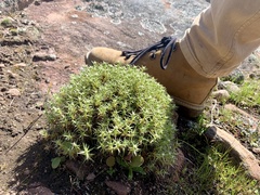 Scleranthus pungens