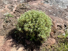 Scleranthus pungens