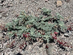 Astragalus cottonii