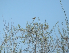 Emberiza calandra