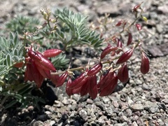 Astragalus cottonii