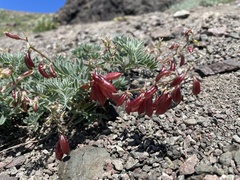 Astragalus cottonii