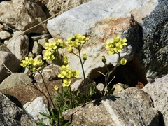 Draba densifolia