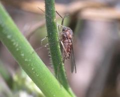Diptera