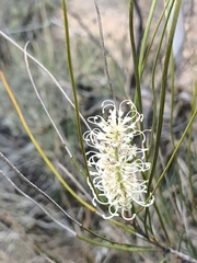 Grevillea pterosperma