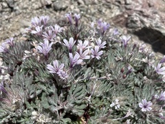 Collomia larsenii