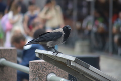 Corvus cornix