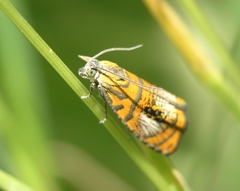 Olethreutes arcuella