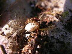 Xysticus montanensis