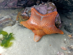 Diplodontias miliaris