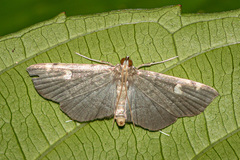 Luma sericea