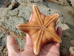 Diplodontias miliaris