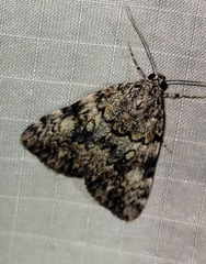 Catocala lineella