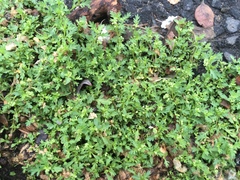 Lepidium didymum