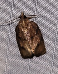 Argyrotaenia juglandana