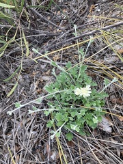 Xanthosia tomentosa