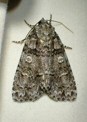 Acronicta tristis