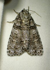Acronicta tristis