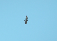 Buteo buteo