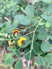 Goodia medicaginea