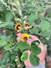 Goodia medicaginea