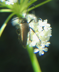 Lepturobosca chrysocoma