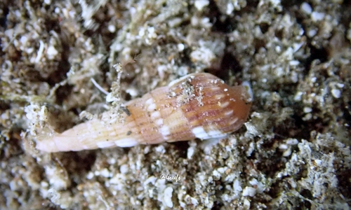 Myurella nebulosa observed 2022-07-02