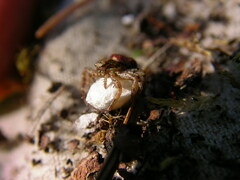 Xysticus montanensis