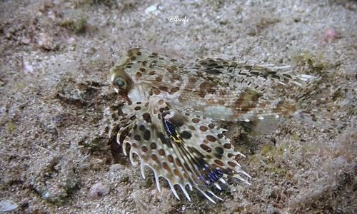 Dactyloptena orientalis observed 2022-07-02