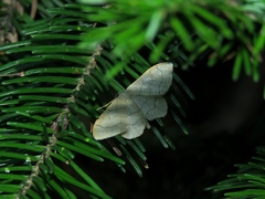 Idaea aversata