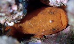 Antennatus tuberosus