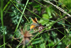 Thymelicus sylvestris