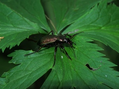Carabus henningi