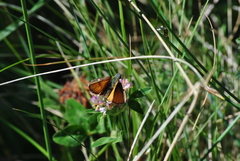 Thymelicus sylvestris
