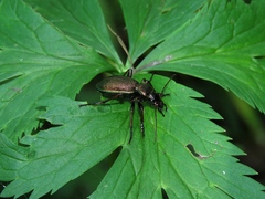 Carabus henningi