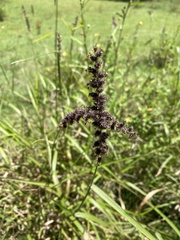 Cenchrus caliculatus