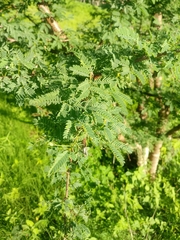 Havardia acatlensis