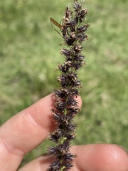 Cenchrus caliculatus