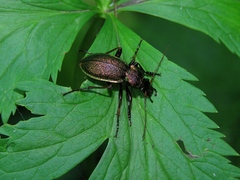 Carabus henningi
