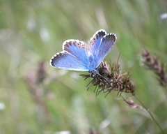 Pseudophilotes bavius