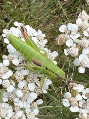 Pseudopodisma transilvanica